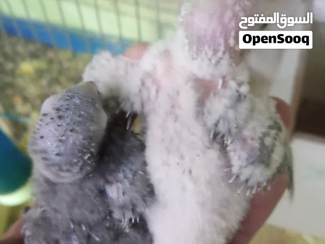 جوز قرين شك  اناناس والطيره يلو سايد تحته 3 فراخ مستوى محترم