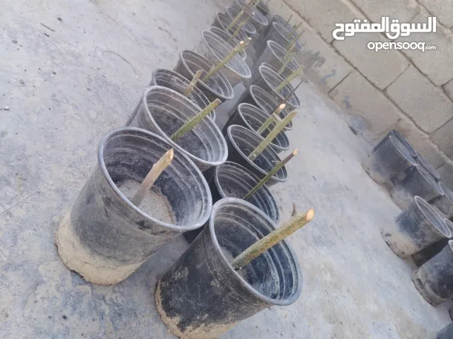 مشتلك المتنقل.. وين ما كنت بالبصرة!