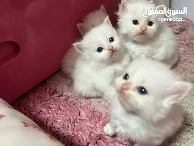 قطط للبيع الاب هيملايه الأم شيرازي السعر 50$ الواحد