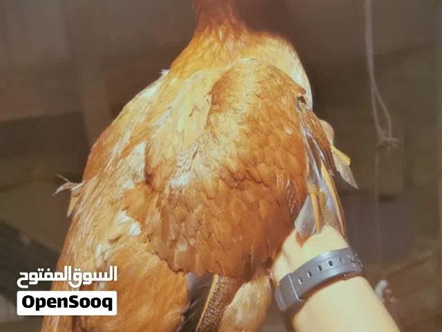 دجاجه باكستانيه نسل حلو