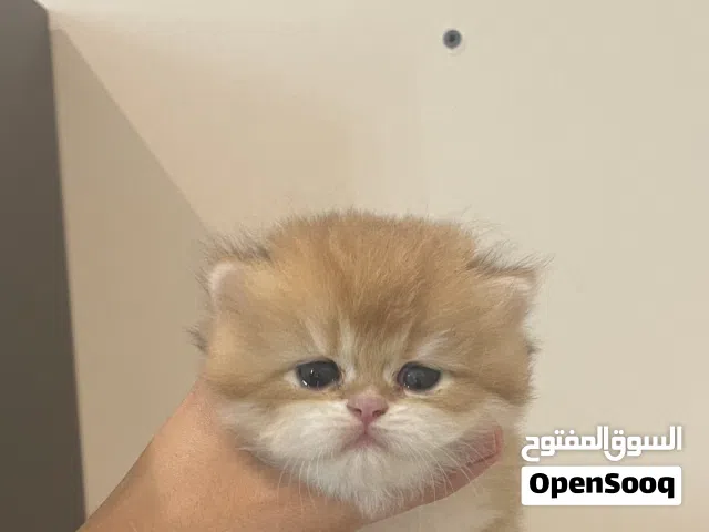 انتاج فاخر (WCF) بريتش شورت لونق هير