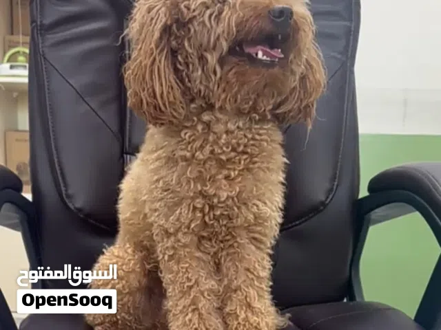 بودل مميز أليف جدا واجتماعي مناسب للمنازل والاطفال..صحه ممتازه