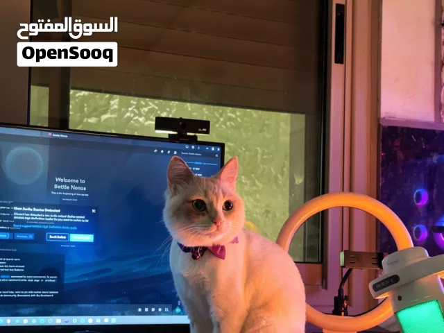 هملايا مكس للبيع او للتزاوج