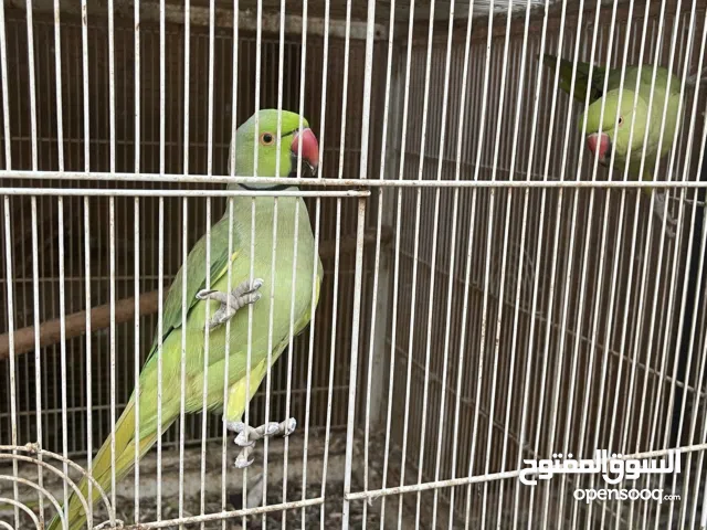 Indian Ring neck parrots breeding pair
