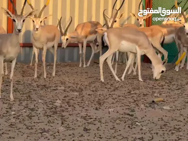 شحن جميع انواع الغزال من الإمارات