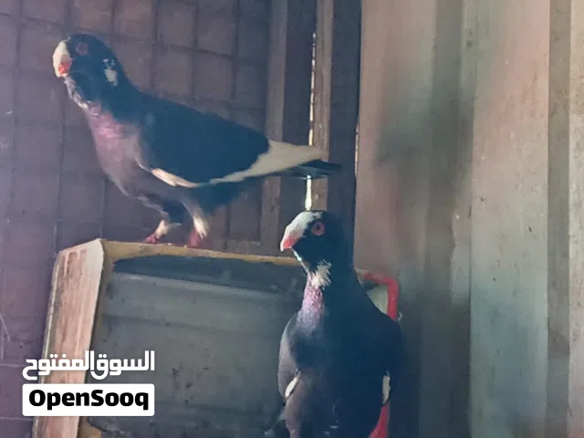 بسم الله ما شاء الله جواز حمام  وفردات للبيع كل اشي موضح بل وصف