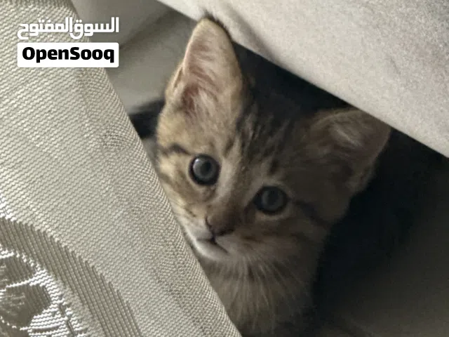 هو ذكر و يحب ان يلعب