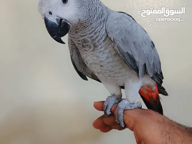 kasko fully tamed and talking jambo size