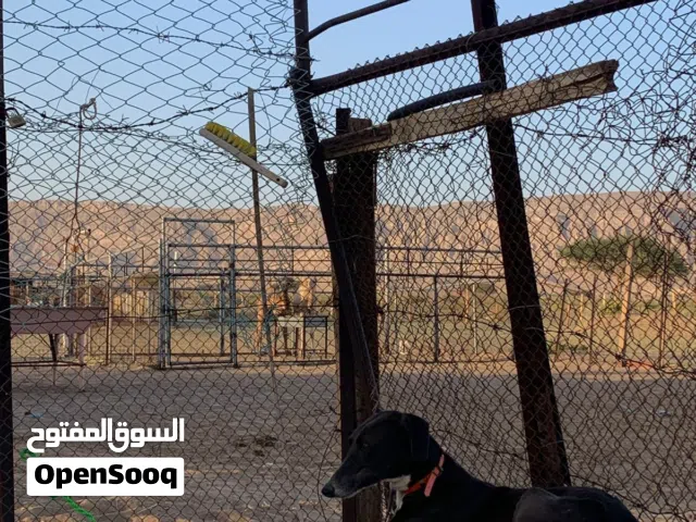 كلب سلق مدرب صيد