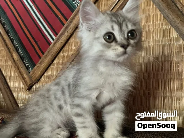 قط رصاصي صغير أنثى