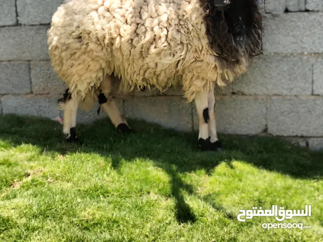 ثني الله يبارك ميزان مقفل