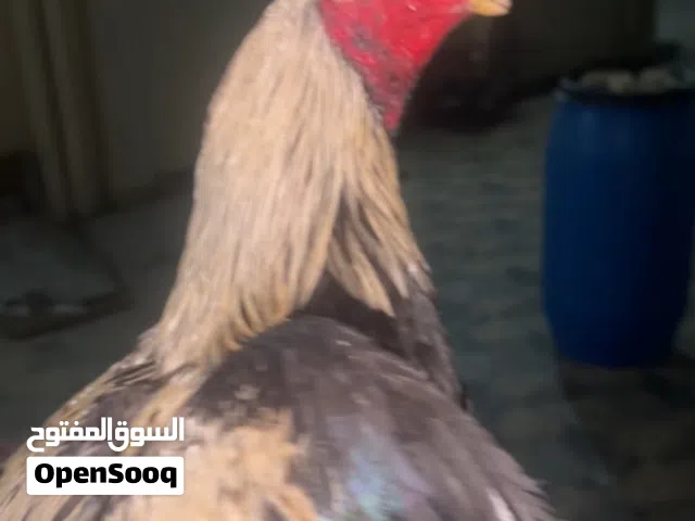للبيع سندي عله 450
