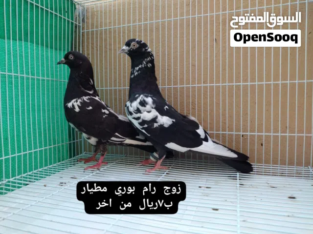 ازواج باكستاني مطيار رام بوري و ازواج كويتي قلاب مستوى جيد يوجد توصيل حسب الاتفاق