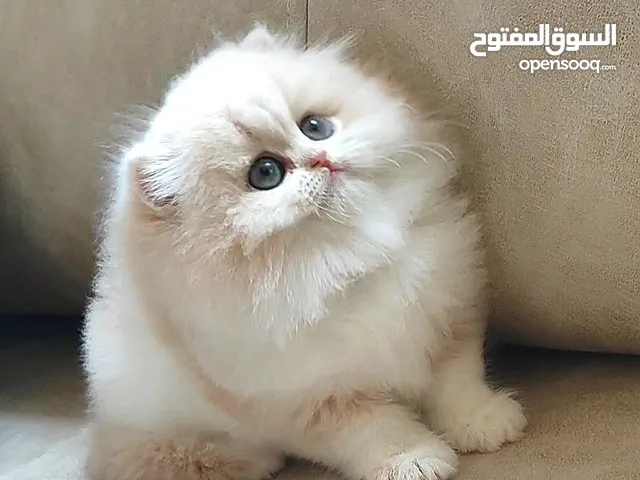 قطط جولدن للبيع بتركيا