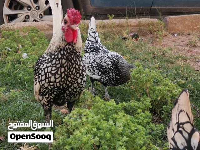 دجاج سبرايت انيق