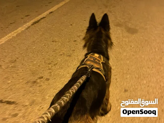انثى كنج سايز لونج هيير بلاك فيس شولاين