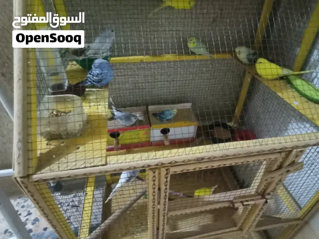 ضاع مني طير دره سمائي بالزبير دور الضباط