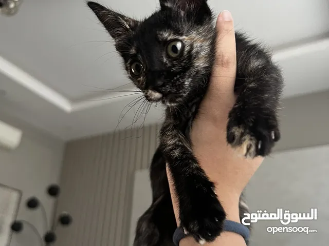 Kitten for adoption قطه للتبني
