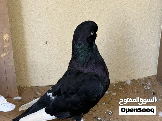 حمام للبيع