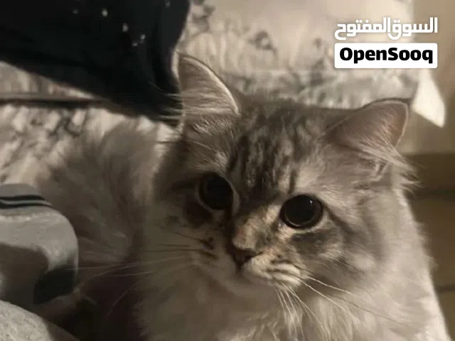 قطه بصحه جيده جميله
