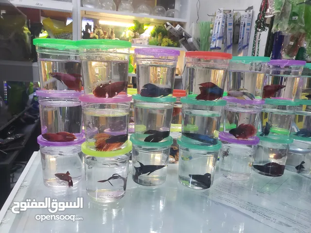 FISH FOR SALE