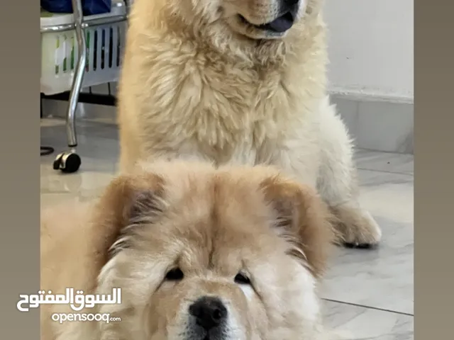 2 جاو جاو نثايه