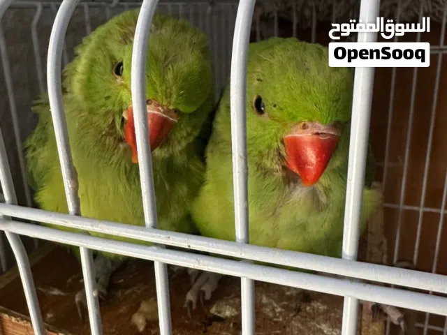 (parakeet) 2 دره