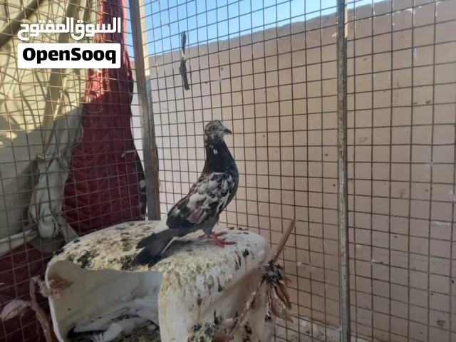 للبيع حمام الحبه بريال قلابي وعادي