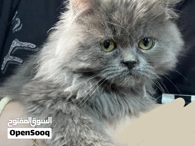 قط ذكر لون جميل جدا رصاصي بيرشن عمر شهرين اطراف قصيرة عيون جميلة مثل ما موضح بصحة جدا ممتازه ولطيف