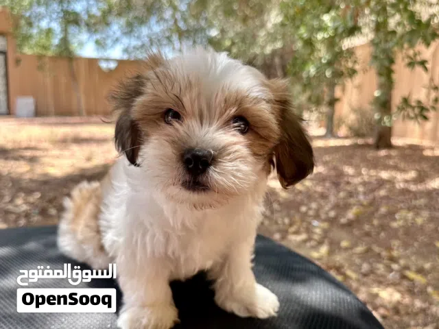 Cute Puppies for rehoming