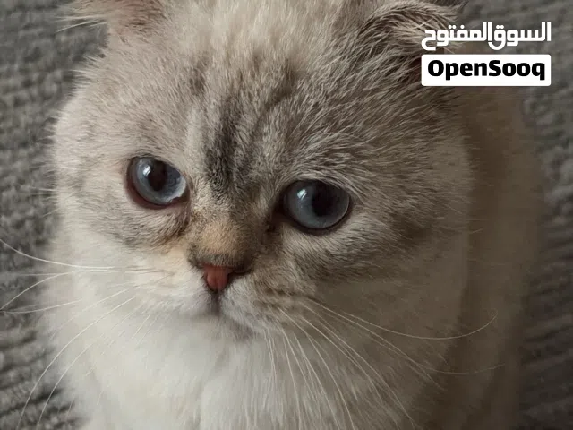 قط ذكر سكوتش فولد مع لتر بوكس ستيل وقفص 120 وقابل