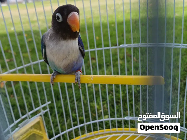 ذكر اقرأالوصف
