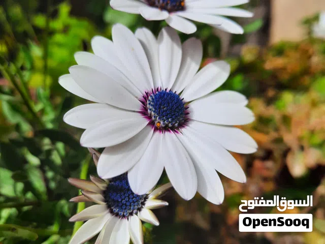 زهور الاقحوان الافريقي افريكان ديزي