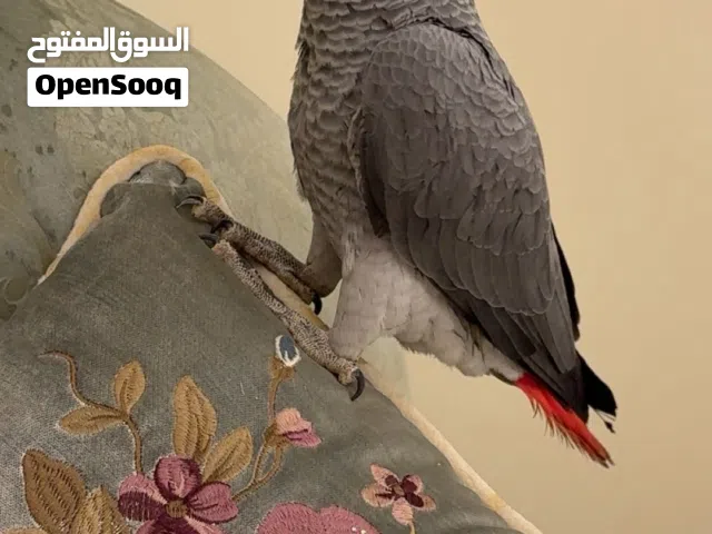 السلام عليكم ورحمة الله وبركاته