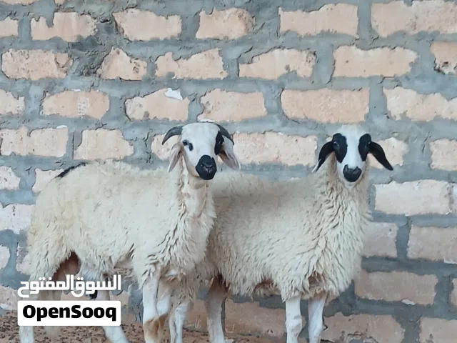 فطيمه وخروف وطنيات