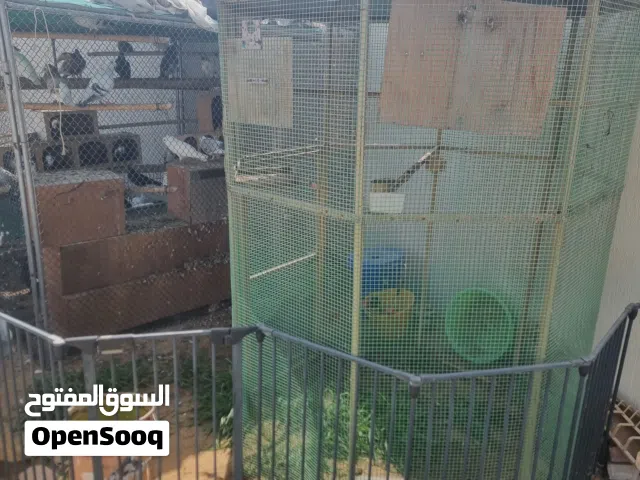 2 big Cage good quality 70 pijeons very n