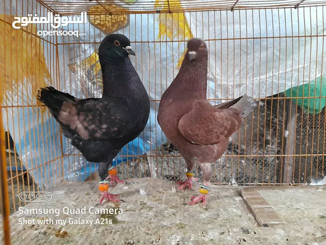 جواز مكتفات جميع الالوان ونوريات قراقطة وزرق وسود