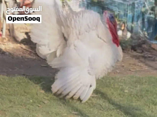 دجاج ابو ركيبه