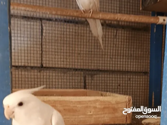 متاح زوج كوكتيل البينو عين حمره نقي