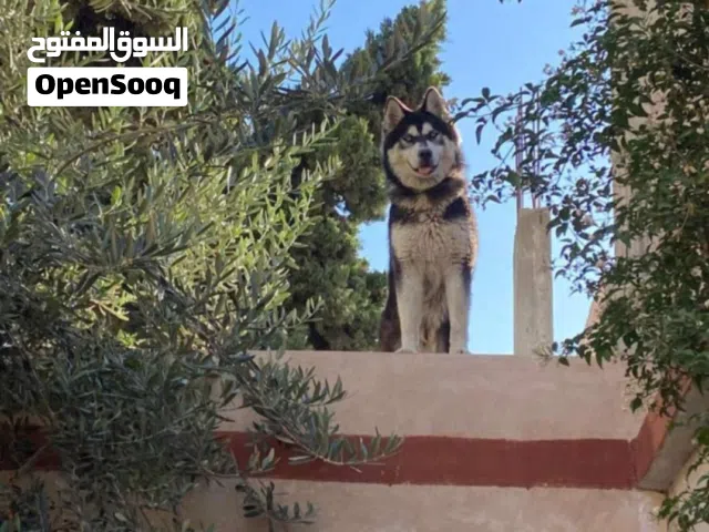 كلب للبيع،