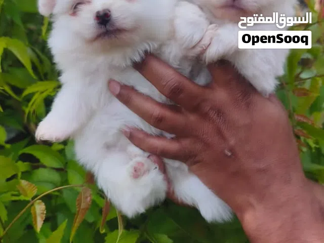 Pomeranian teacup female