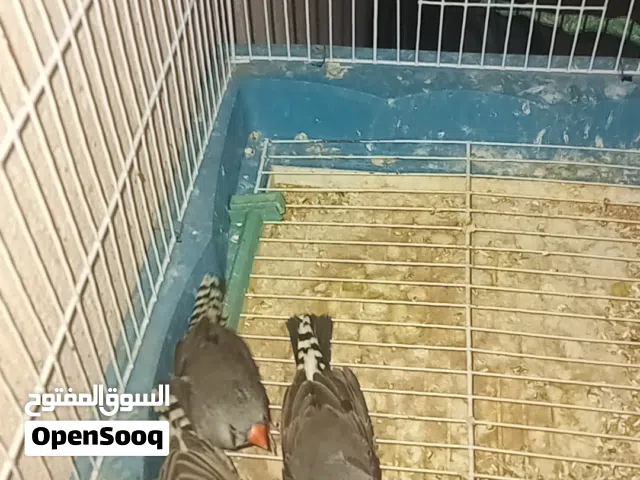 عصافير زيبرا لله يبارك كوبيه بفرخها مشالله السعر 75دينار ...........................................