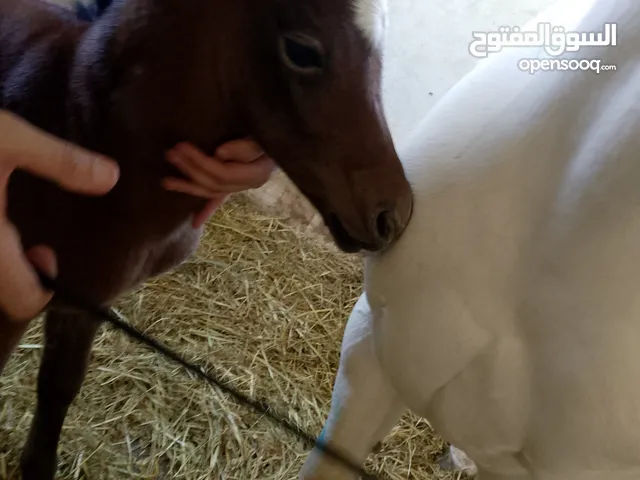 مهر عربي اصيل مع اوراق مواليد شهر 4/2025