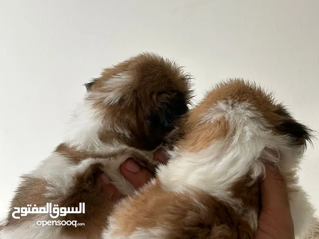 عمر شهر ثلاث اسبوع 80