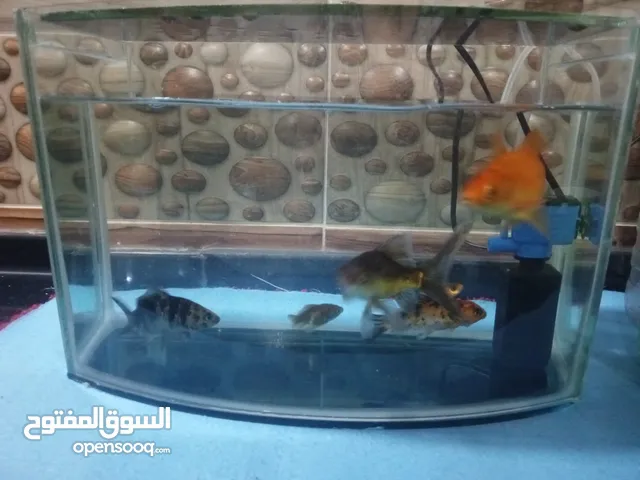 سمك زينه مع الحوض للبيع بسعر مغري جدا