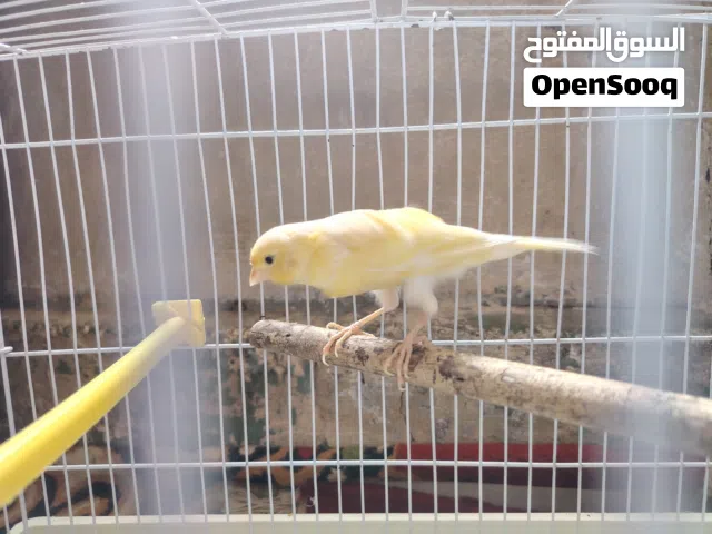 ذكر كناري للبيع