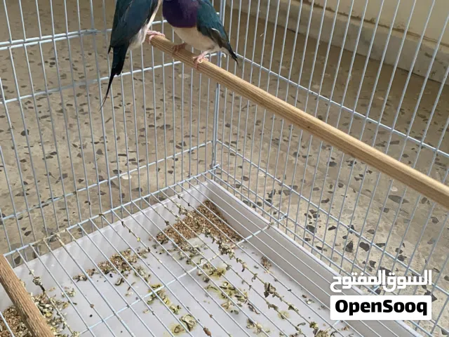 كوبية قولدين زرقة منتجة
