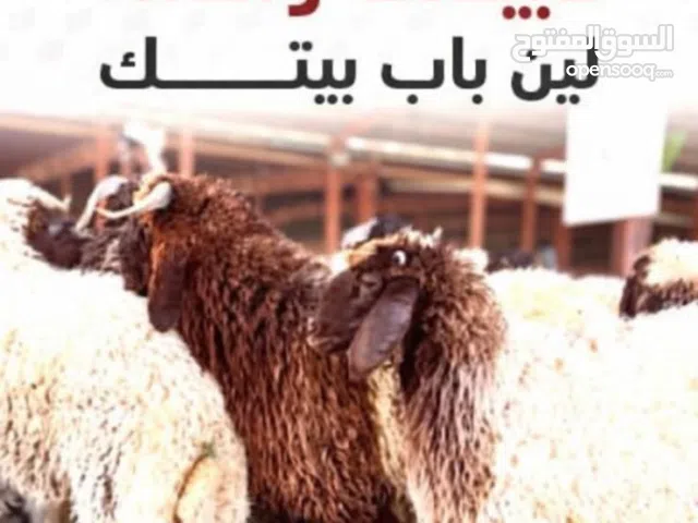 ذبايح شفالي