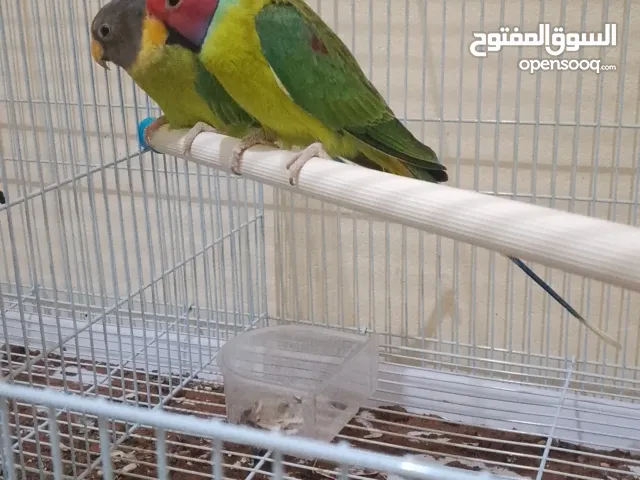 كوبل بيروش راس البرقوق