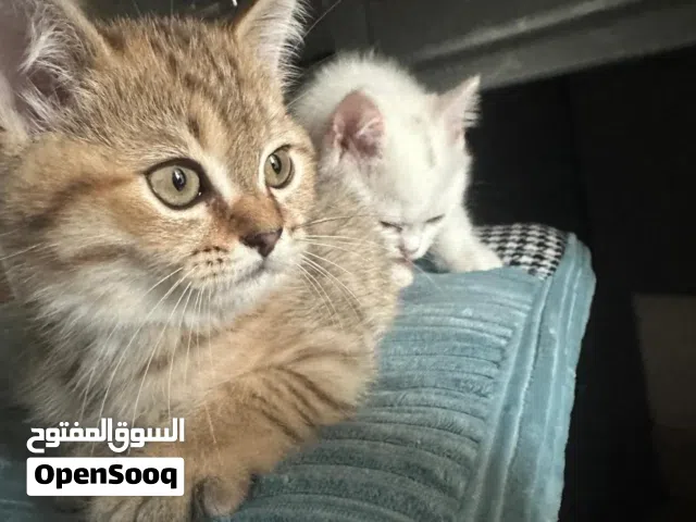 قطط شانشيلا مكس